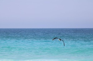 Soltura Puffinus-Gabriela Bezerra-Instituto Albatroz Soltura Puffinus-Gabriela Bezerra-Instituto Albatroz